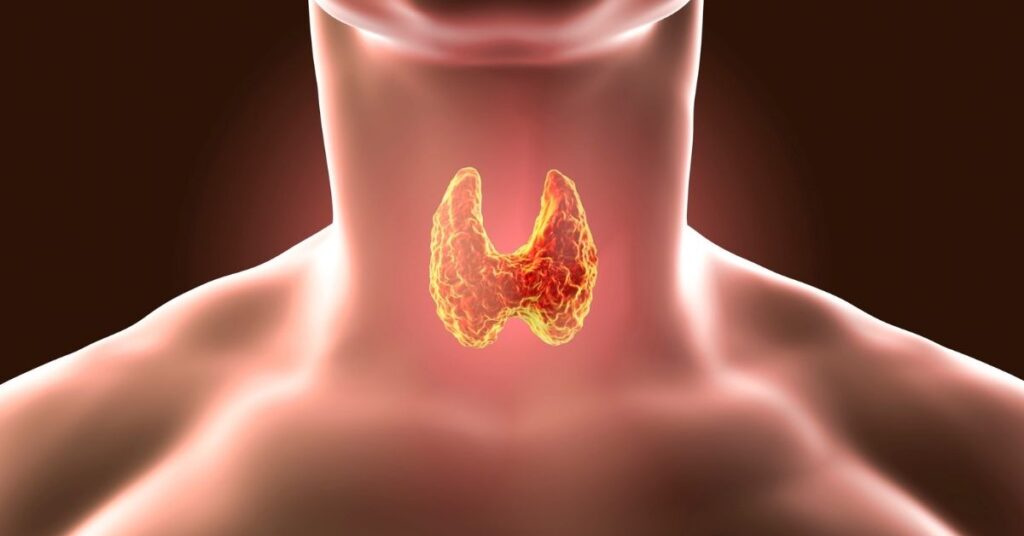 gut health and the thyroid